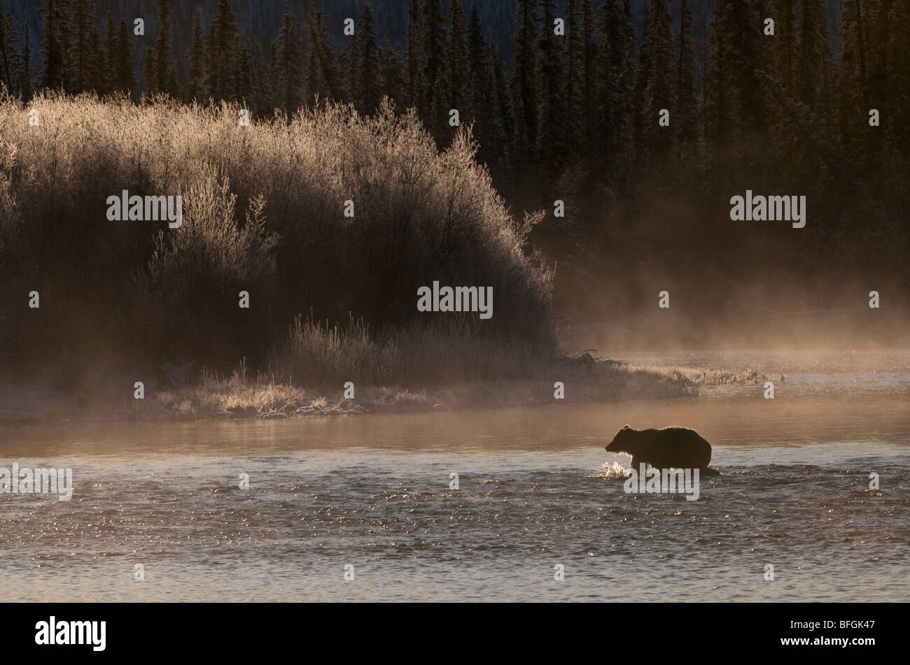 Grizzly Bear (Ursus arctos) crossing Fishing Branch River, Ni'iinlii Njik Ecological Reserve, Yukon Territory, Canada Stock Photo