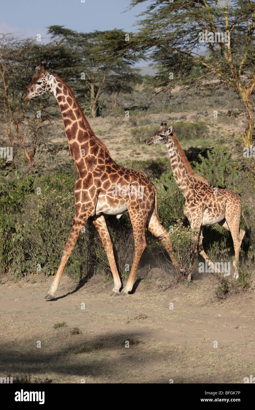 Rothschild's giraffe with young Stock Photo