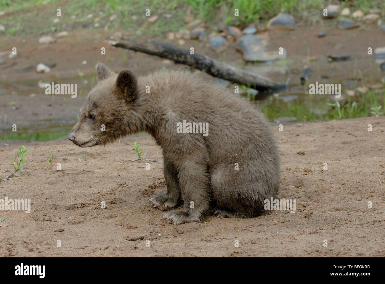 Black bear cub (Ursus americanus), in cinnamon color phase. Sitting on