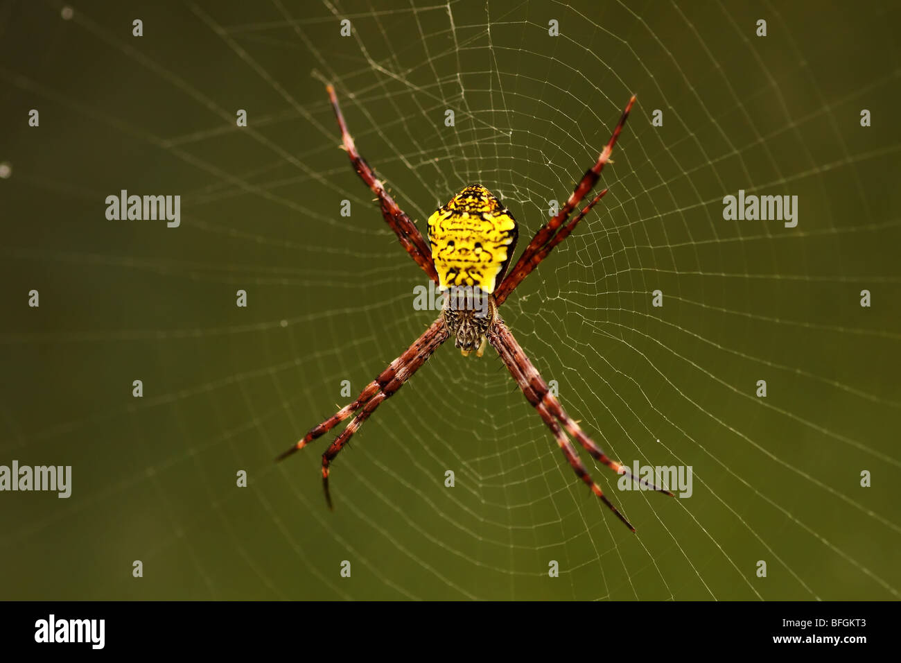 Cane Spider, Kauai, Hawaii Stock Photo Alamy