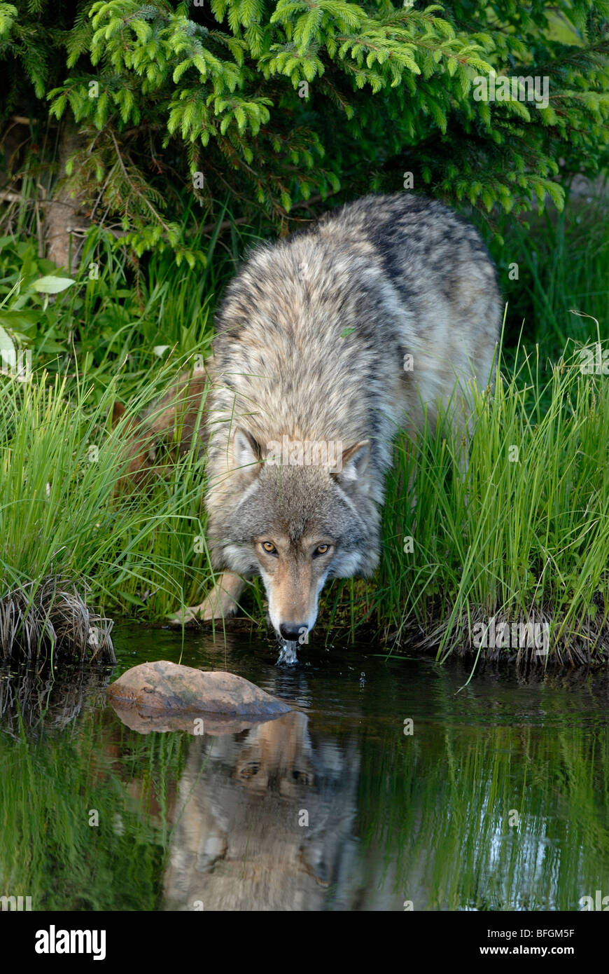 Timber or Gray wolf (Canis lupus), drinking from pond during summer. Minnesota, USA Stock Photo