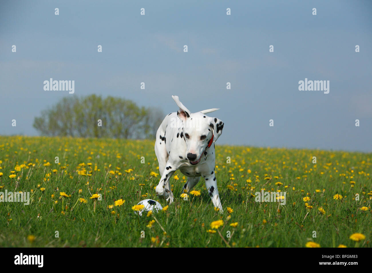 Dalmatian (Canis lupus f. familiaris), jumping for a ball, Germany Stock Photo