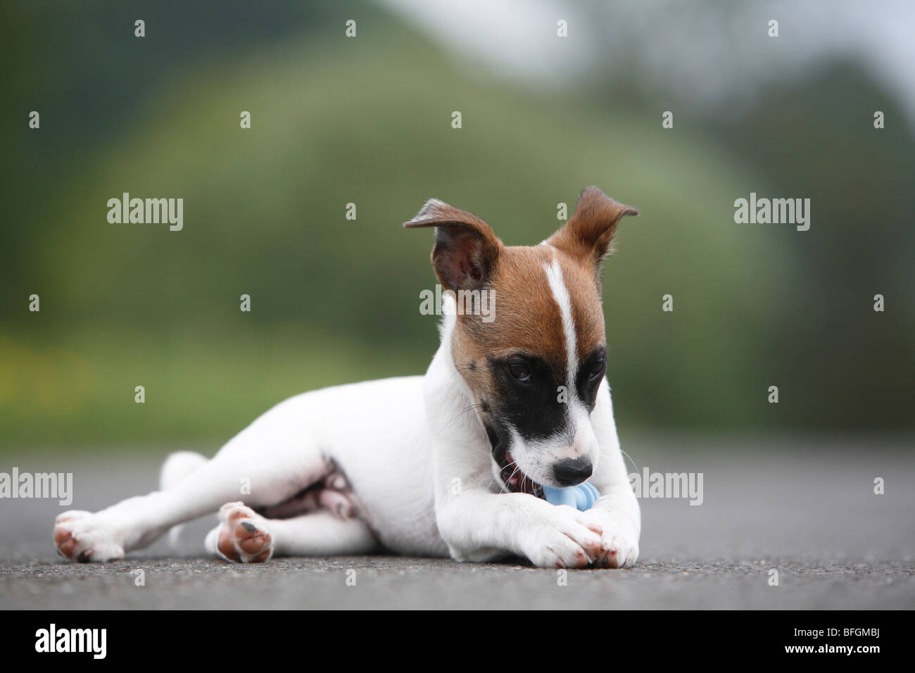 Jack Russell Terrier (Canis lupus f. familiaris), pup chewing it's toy, Germany Stock Photo Alamy
