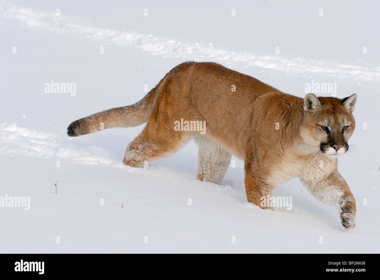 Mountain Lion (Puma concolor) walking through deep snow, Minnesota, USA Stock Photo