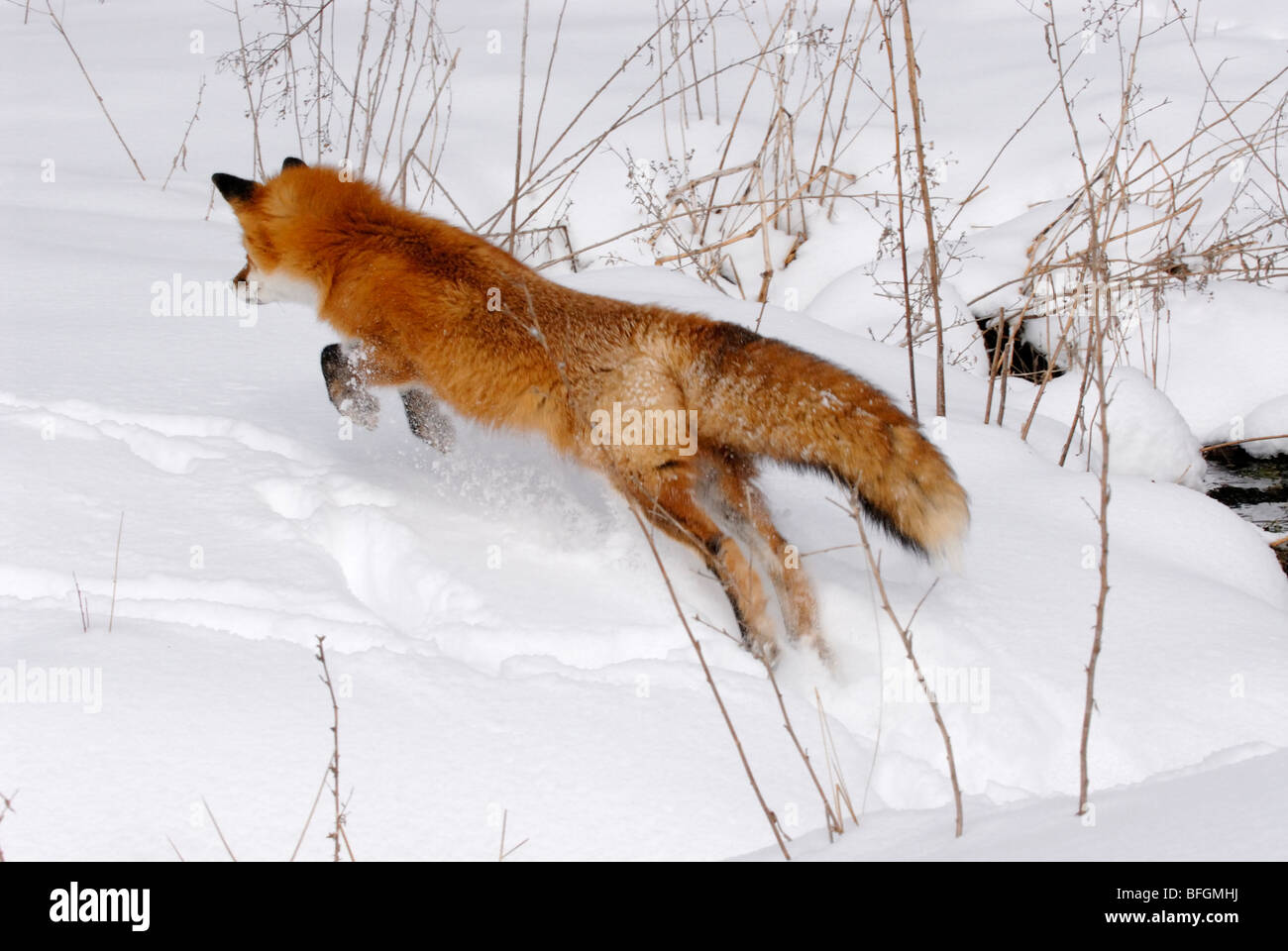 Red foxes vulpes vulpes minnesota hi-res stock photography and images