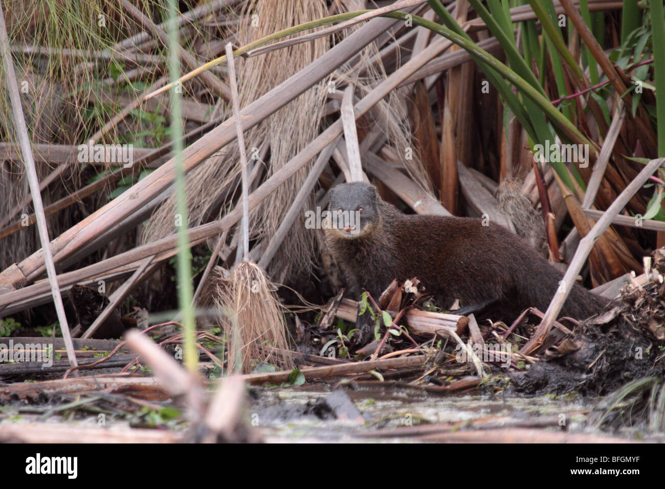 marsh mongoose at lake shore Stock Photo