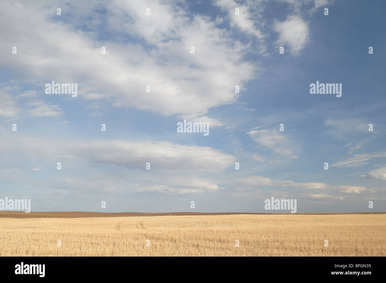 Crop stubble under a big sky near Kindersley, Saskatchewan Stock Photo