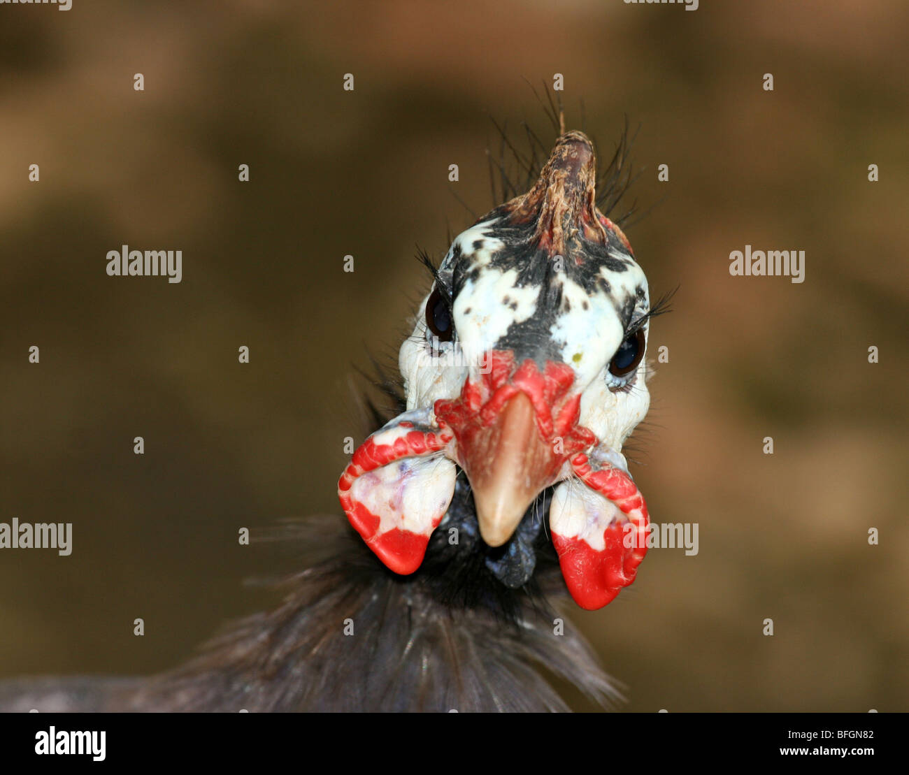 Portrait of a guinea fowl Stock Photo