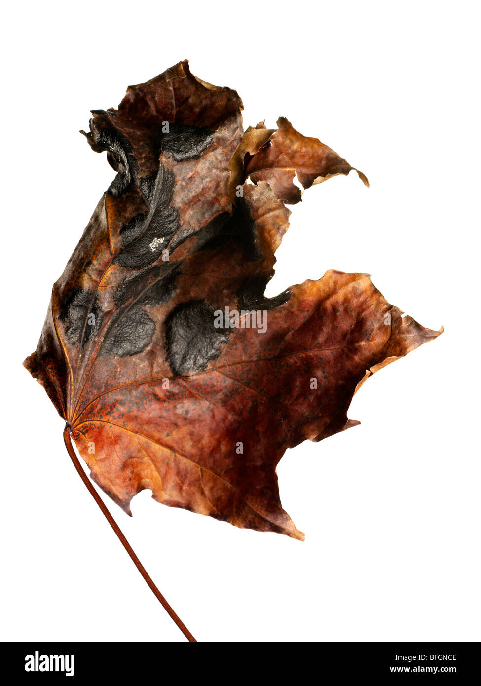 Crumpled leaf cut out hires stock photography and images Alamy