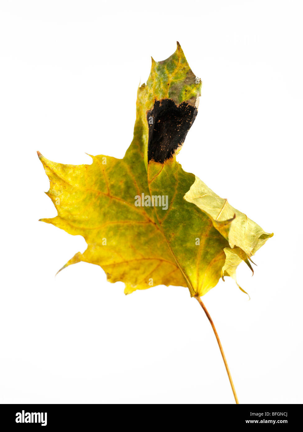Close-up of diseased maple leaf Stock Photo