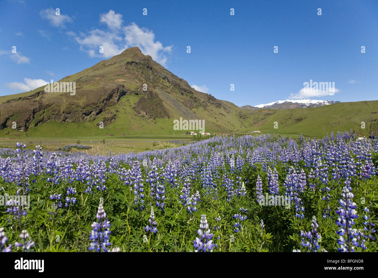 Lupins with Mountain and Glacier in background, Skogar, South Iceland Stock Photo