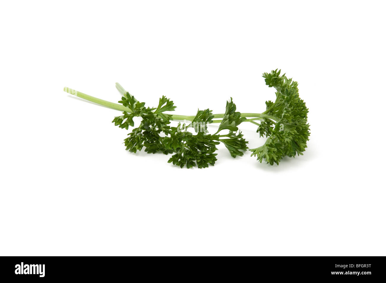 Parsley Stock Photo