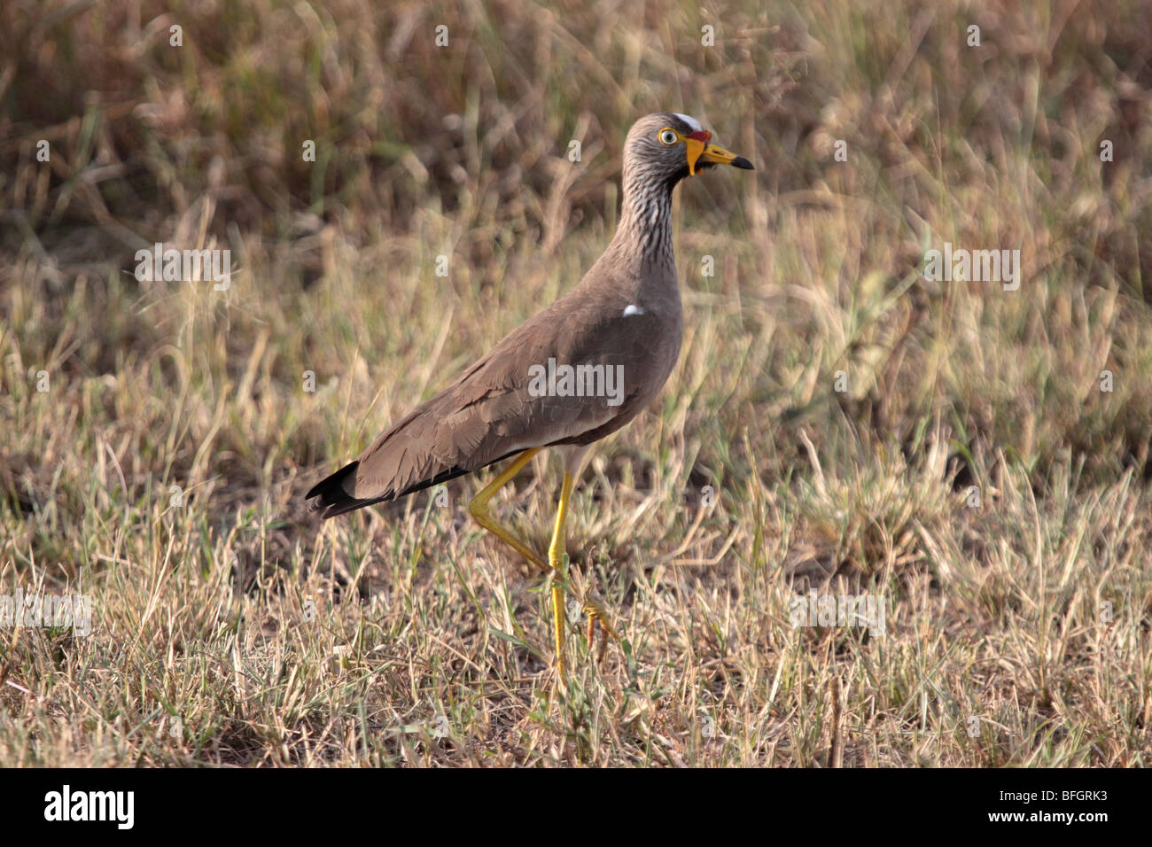 African Wattled Lapwing Stock Photo