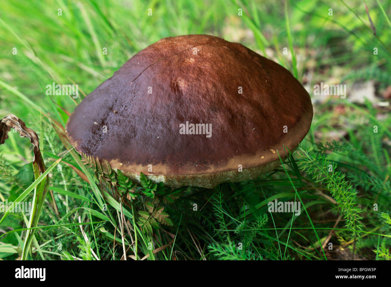 nature, plant life, mushrooms, boletus, Slippery Jack, sticky bun, Suillus luteus Stock Photo