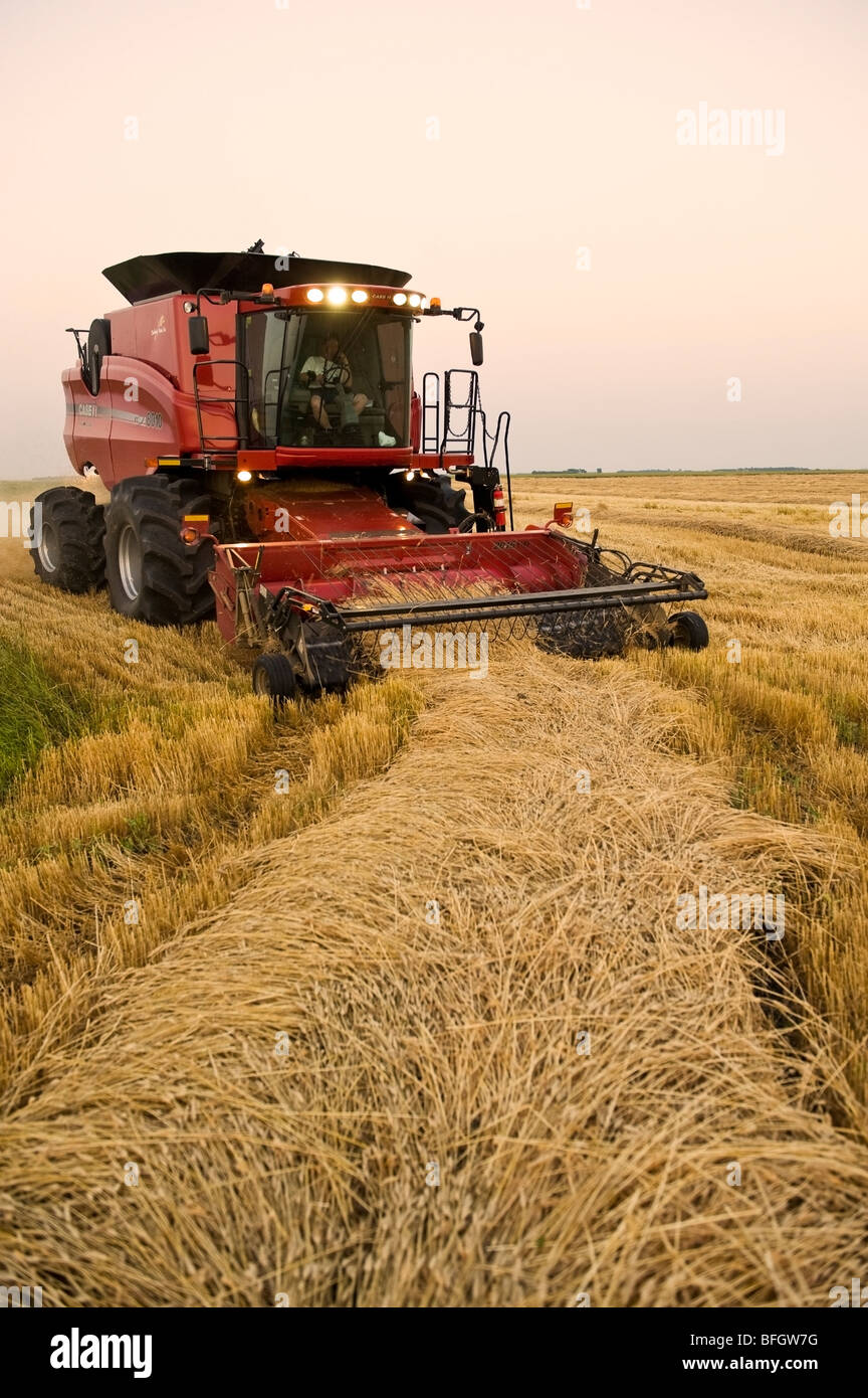 A combine harvester work a field of swathed spring wheat, Dugald, Manitoba, Canada Stock Photo