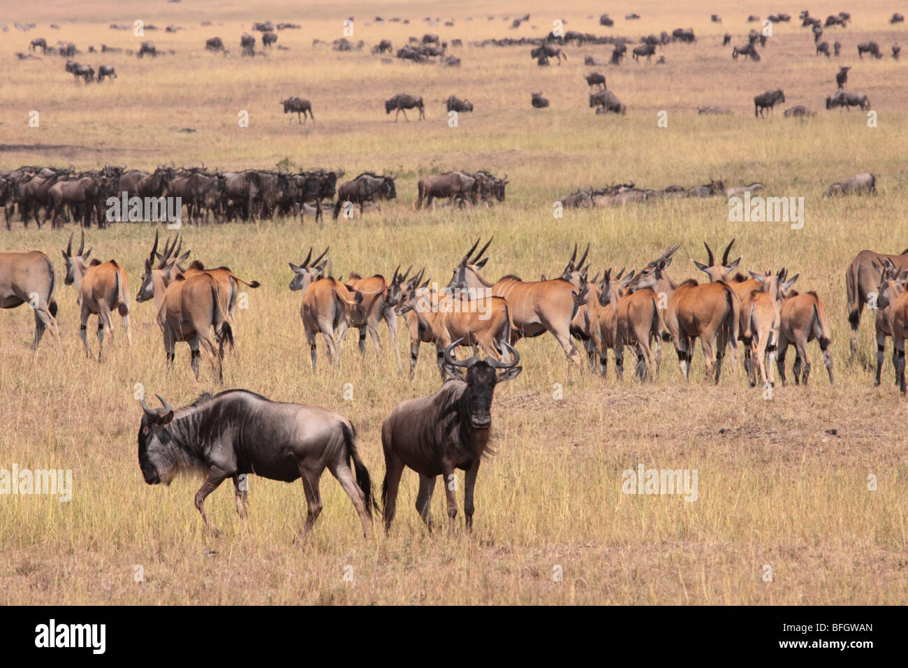 Mixed herd of eland and wildebeest Stock Photo