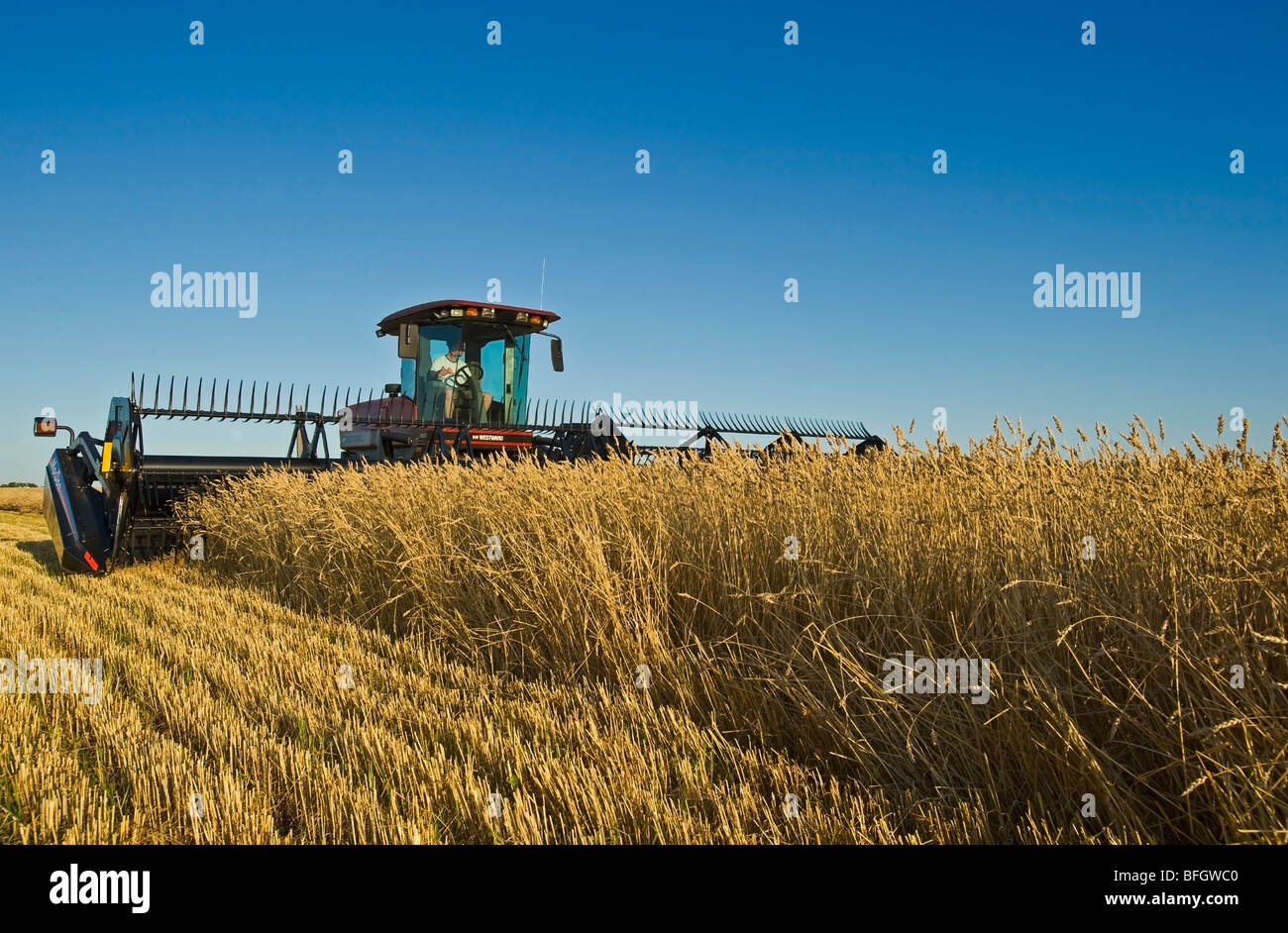 Swathing wheat hires stock photography and images Alamy