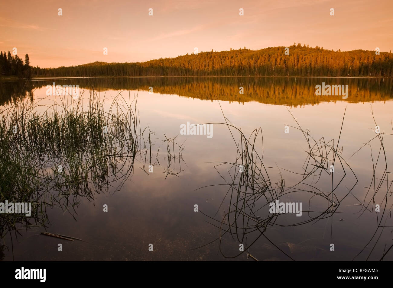 Reed lake manitoba hires stock photography and images Alamy
