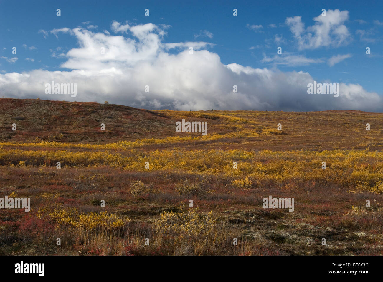 Alpine tundra habitat in early autumn colors, with approaching weather clouds on the horizon. Denali Highway, Alaska, USA Stock Photo