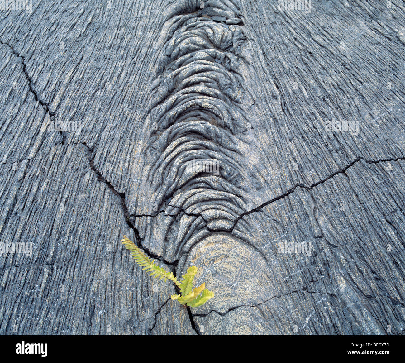 Plant growing in rock Stock Photo Alamy