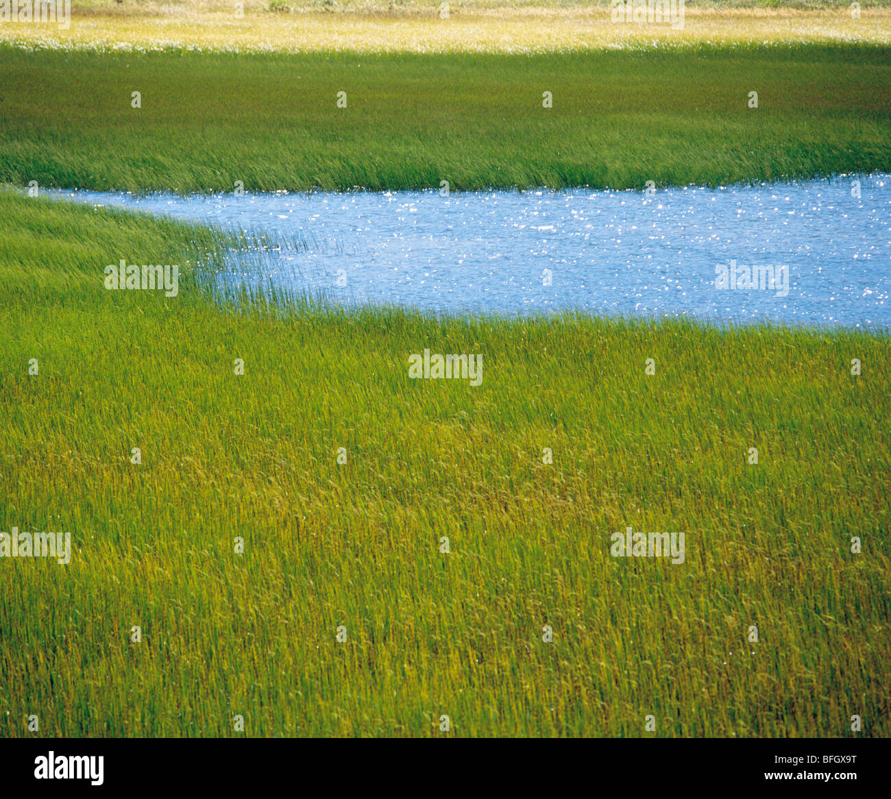 Marsh grass and water Stock Photo Alamy