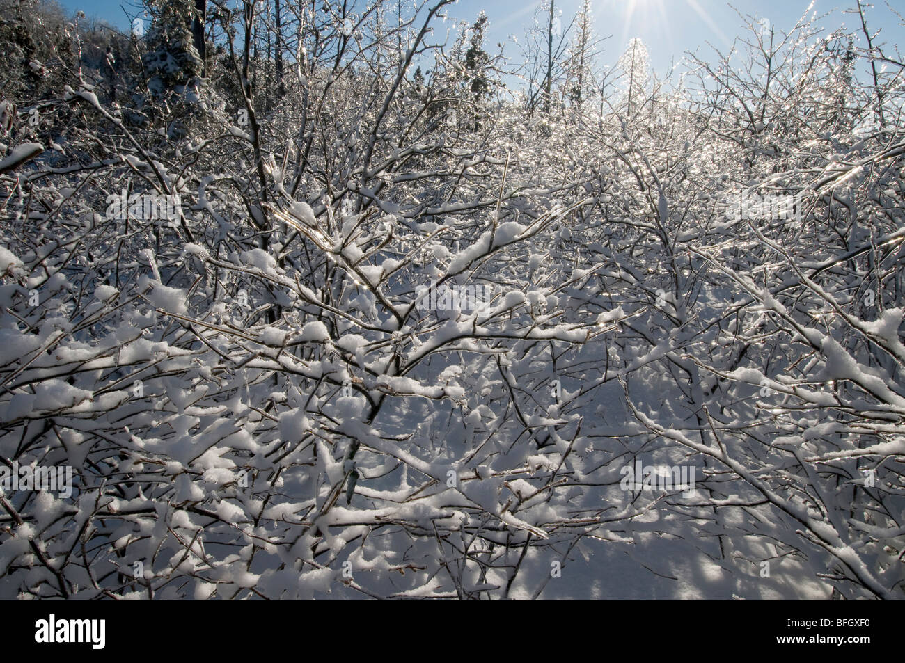 Sun shining on snow and ice-covered branches, Ontario, Canada Stock Photo