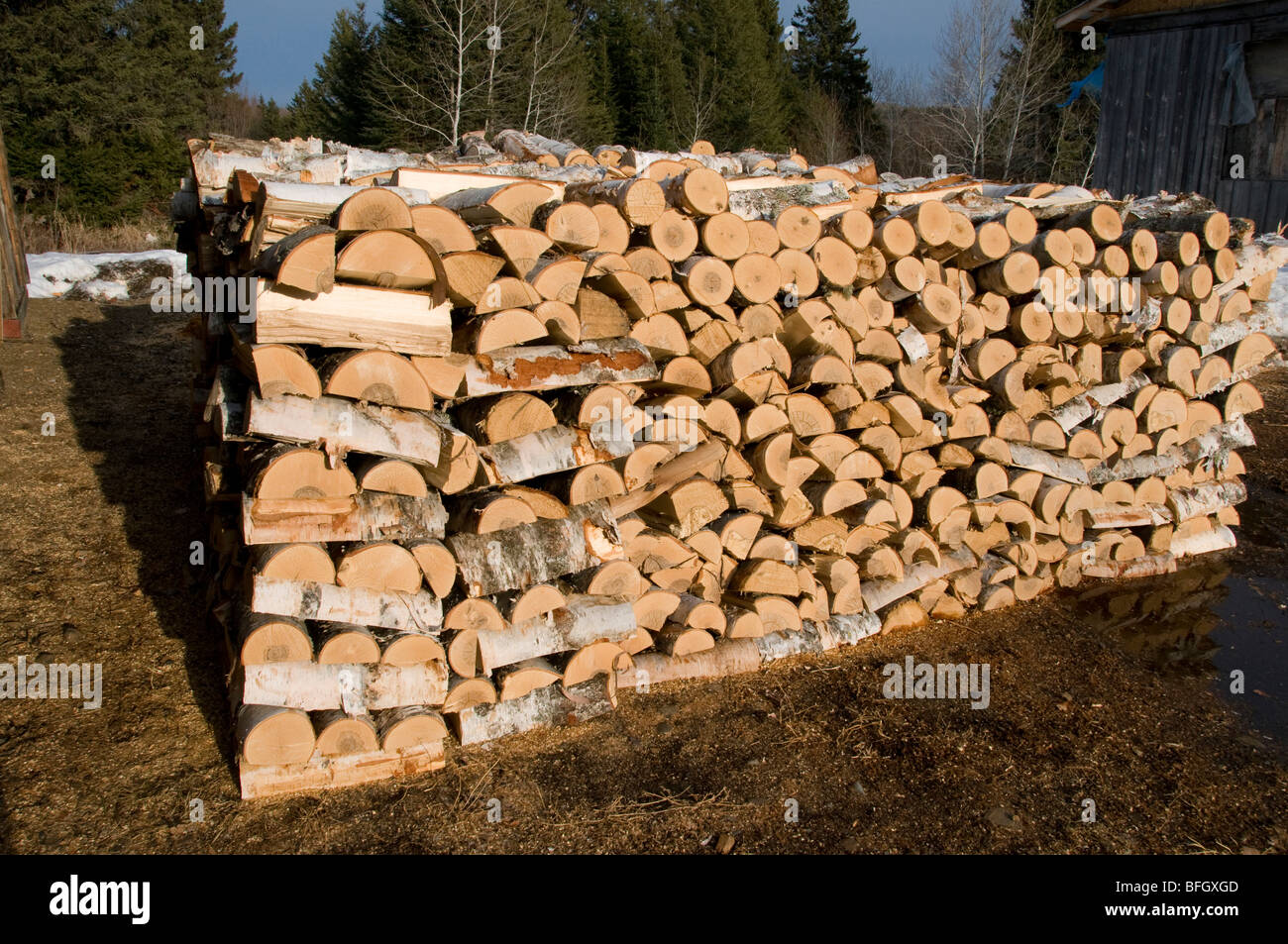 Neatly stacked pile of firewood cut from birch trees, Ontario, Canada Stock Photo