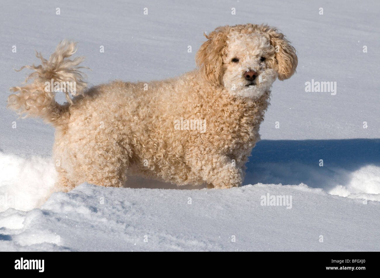 Cute poodle-bichon mix playing in the snow. Ontario, Canada. Stock Photo