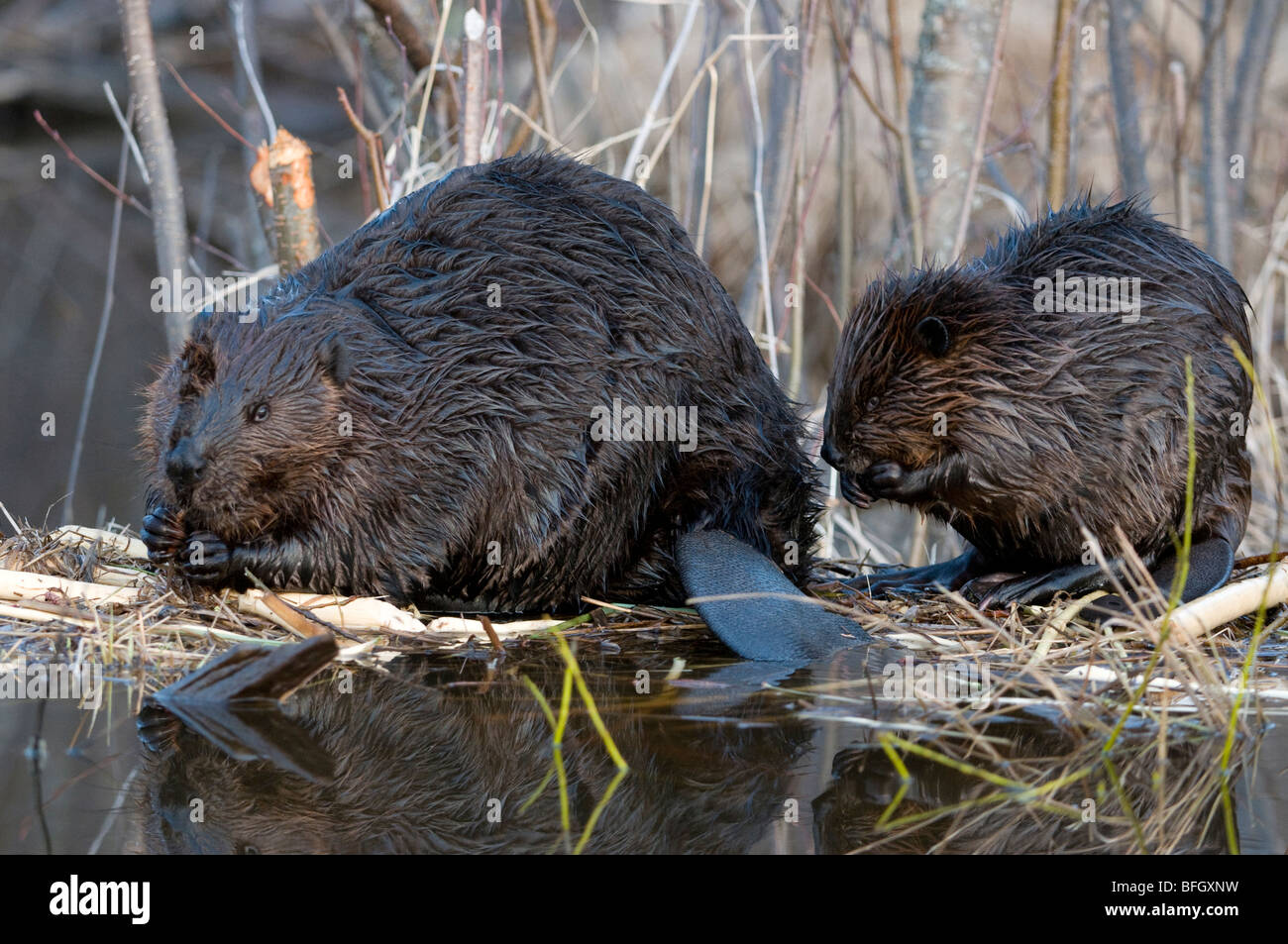 Adult and young beavers (Castor canadensis)  sitting at pond edge feeding on aspen tree branch, Ontario, Canada Stock Photo
