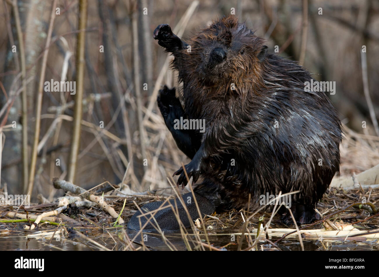 Beaver (Castor canadensis) sitting and scratching itself, Ontario, Canada Stock Photo