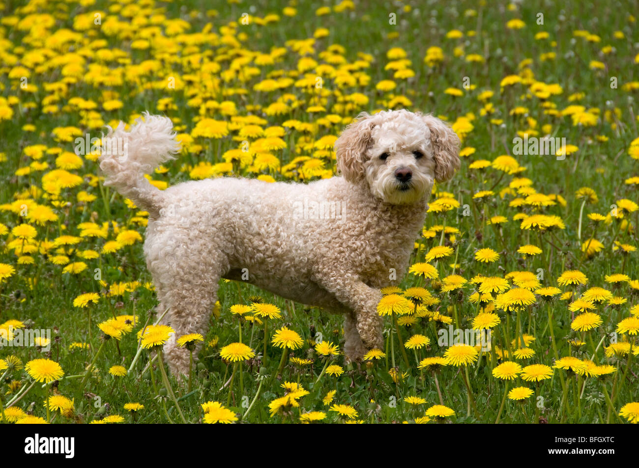 Cute poodle-bichon mix standing in field of yellow dandelions. Ontario, Canada. Stock Photo
