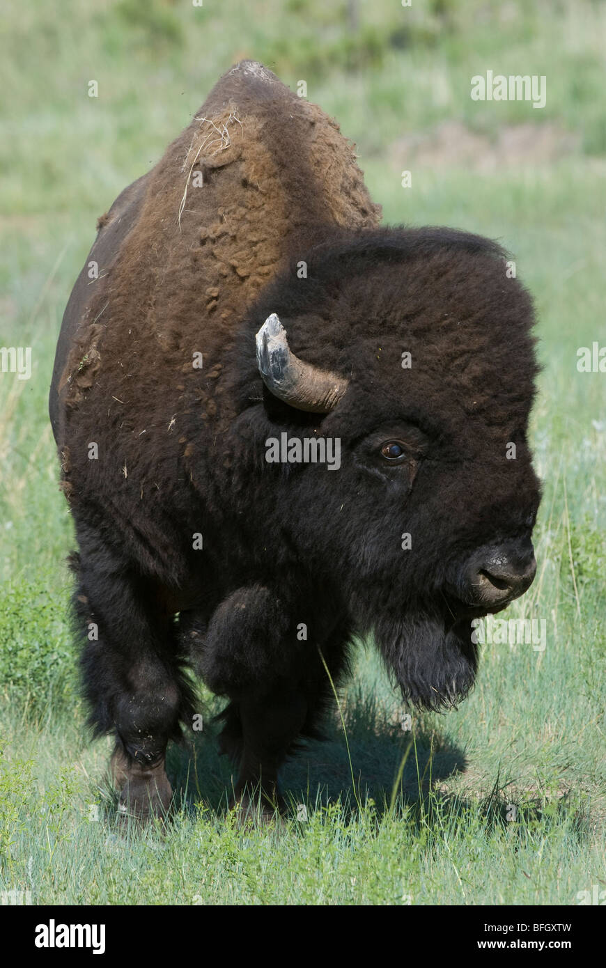 American Bison (Bison bison) bull standing in grassland. Custer State Park, South Dakota, USA Stock Photo