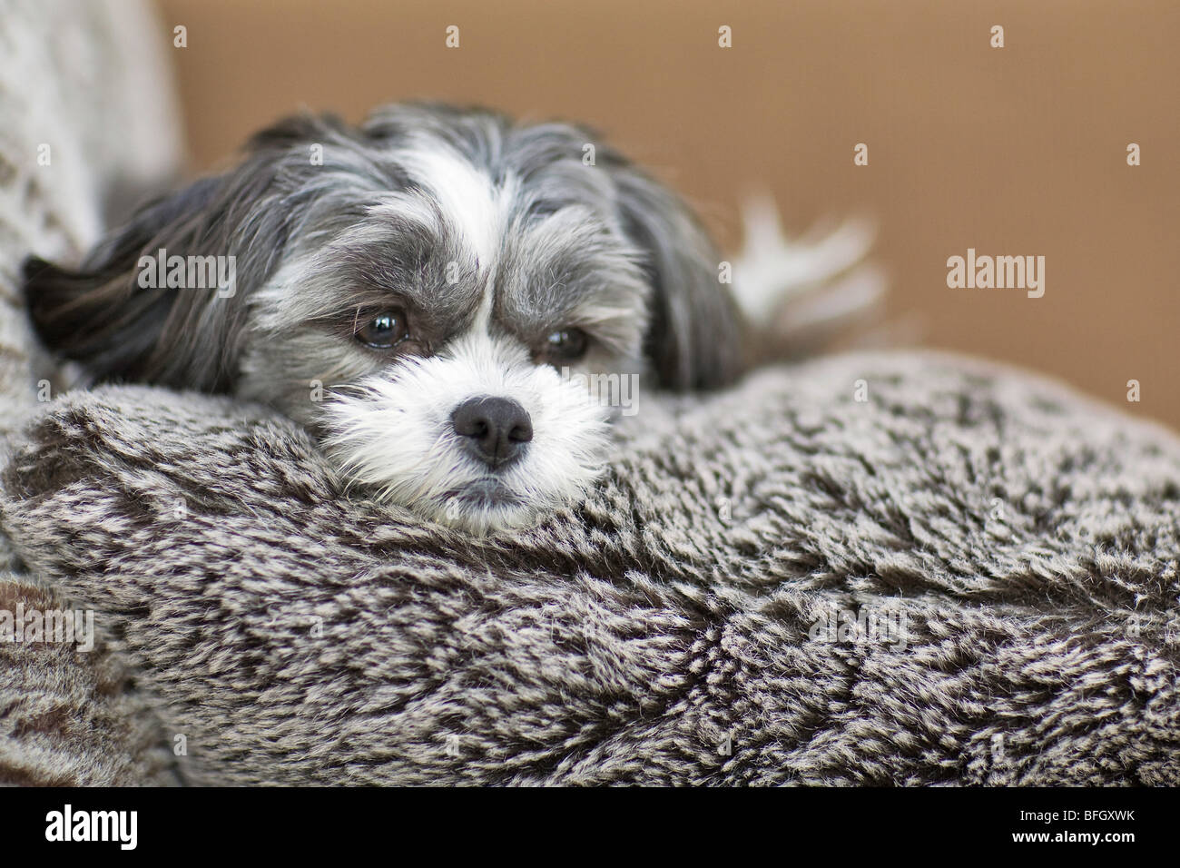 Maltese and Shih tzu cross dog, relaxing on a furry pillow.  Winnipeg, Manitoba, Canada. Stock Photo