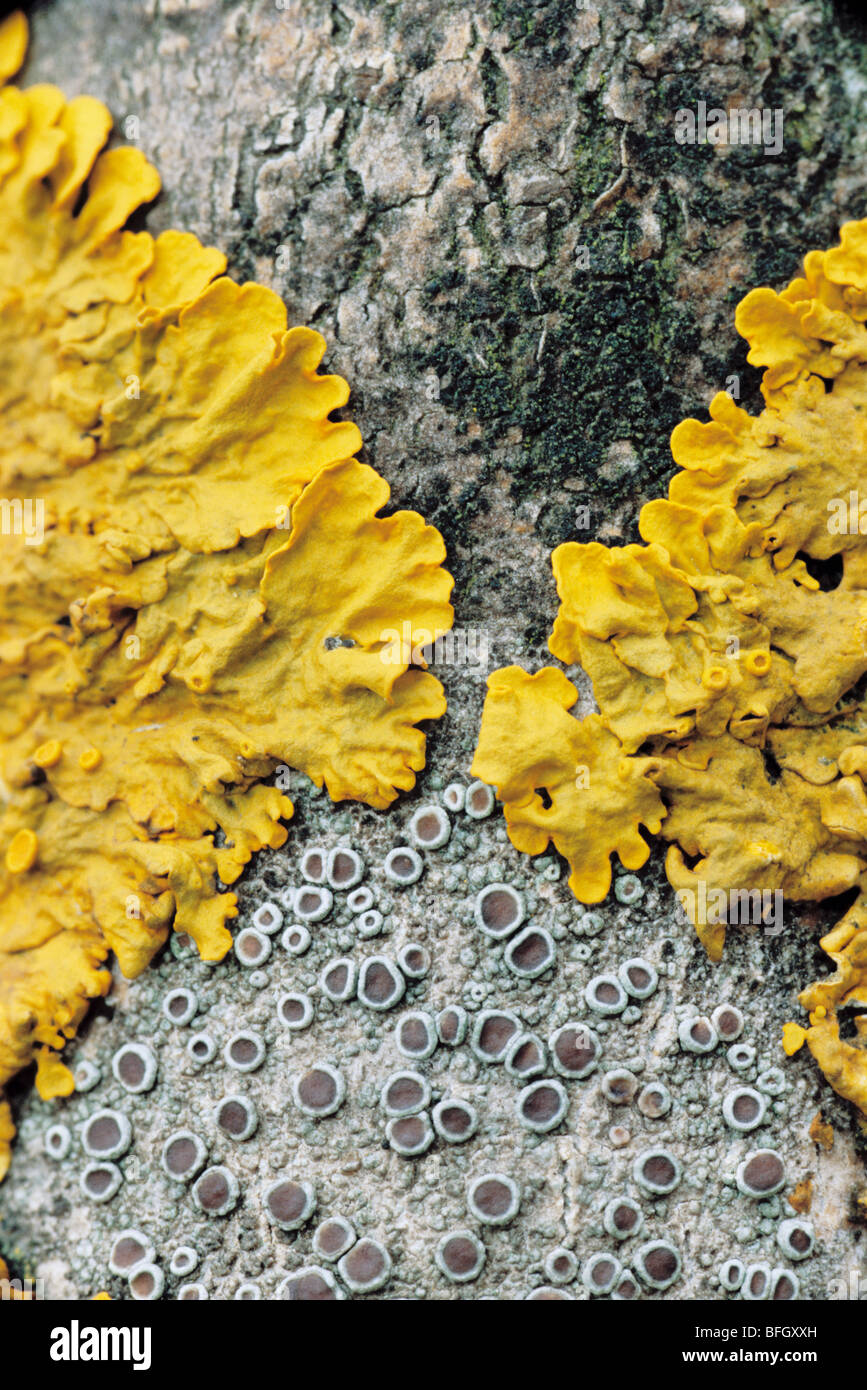 Common Yellow Lichen on Tree Bark Stock Photo