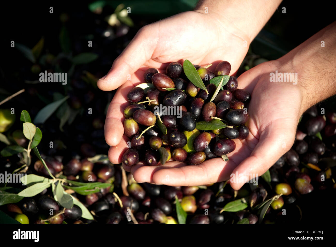 Hands holding freshly picked organic olives, Chieti, Abruzzo, Italy Stock Photo