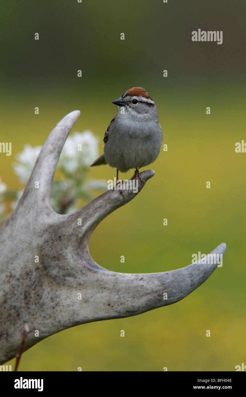 Chipping Sparrow (Spizella passerina) sitting on caribou antler. Ontario. Stock Photo