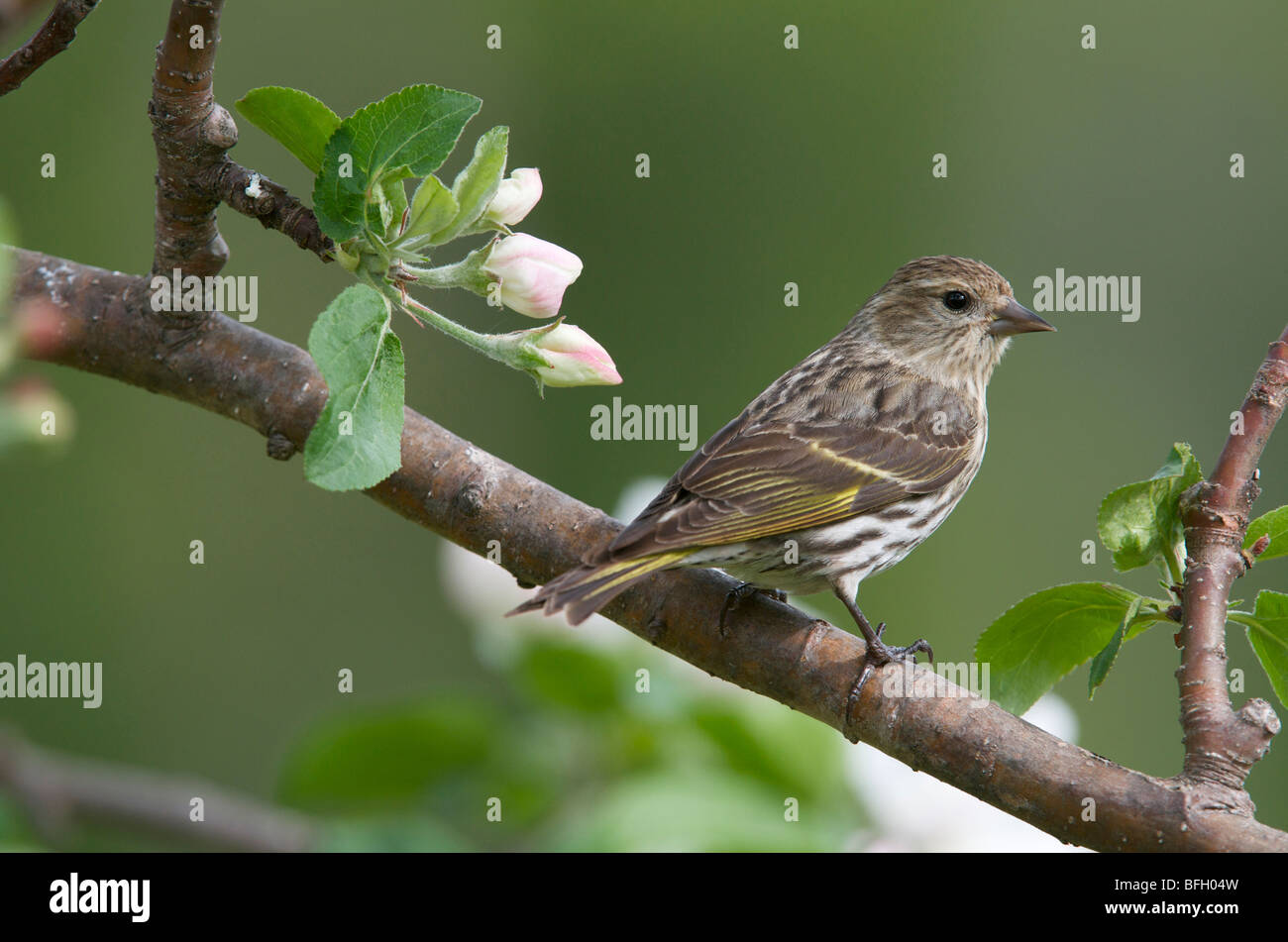 Female Pine Siskin (Carduelis pinus) in Norland apple tree. Ontario. Canada Stock Photo