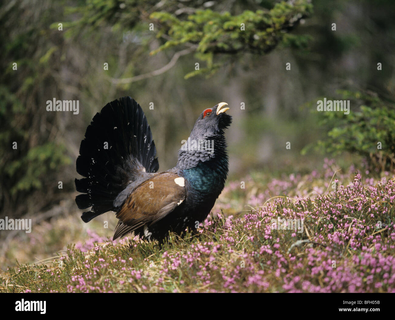 Male capercaillie standing on heather, side view Stock Photo