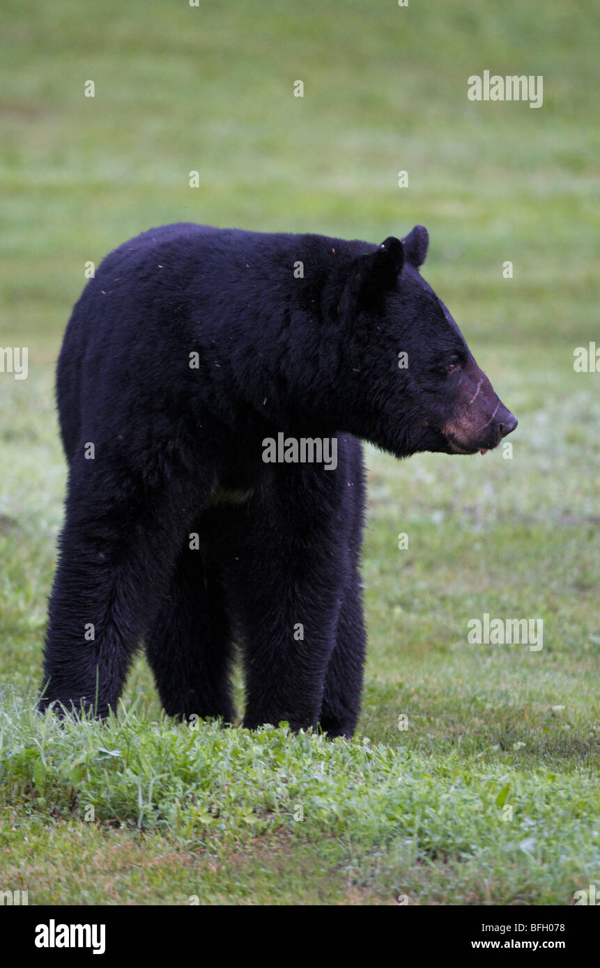 A wild male Black Bear (Ursus americanus) with flies buzzing around his