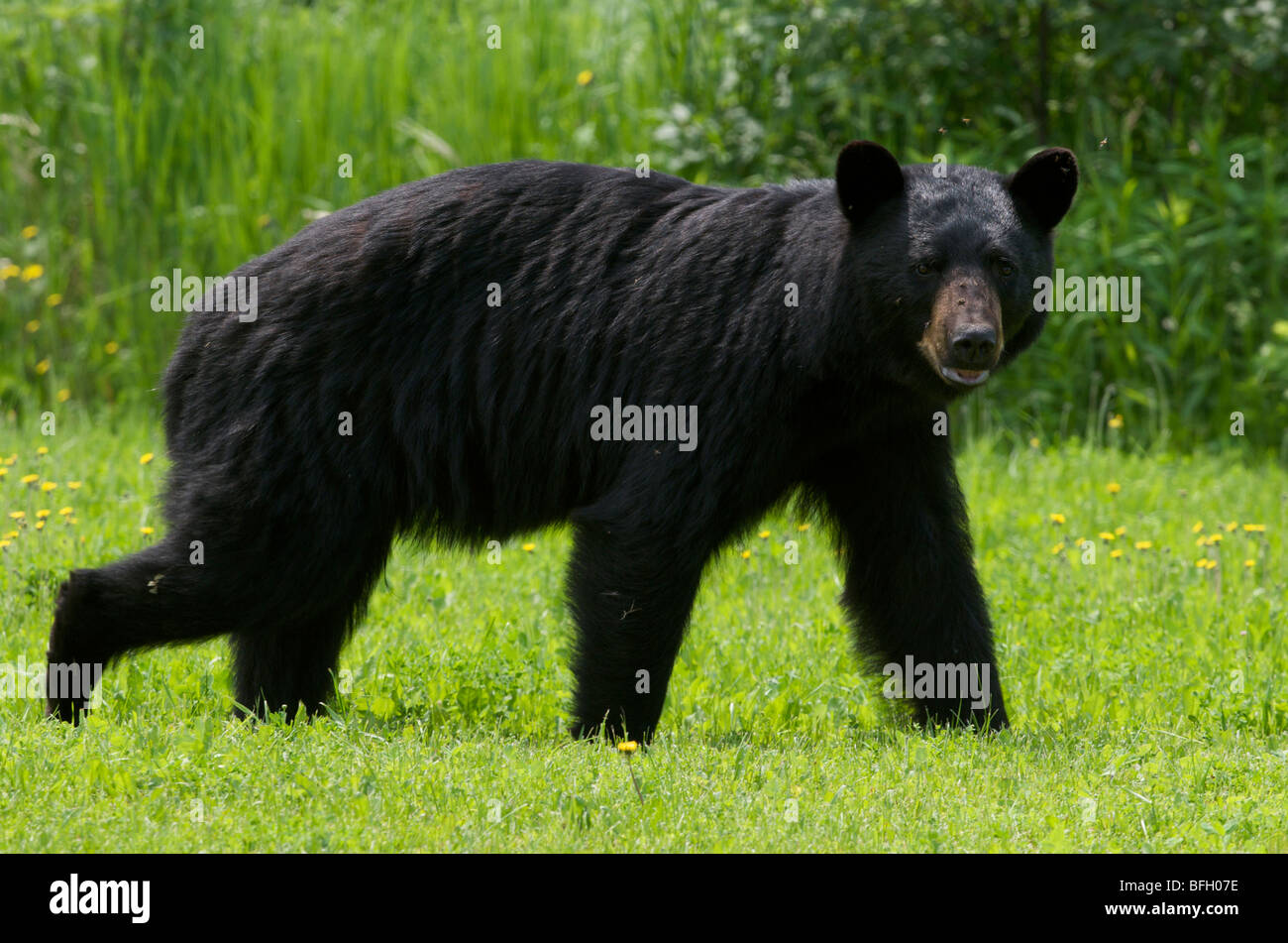 A wild male Black Bear (Ursus americanus) with flies buzzing around his