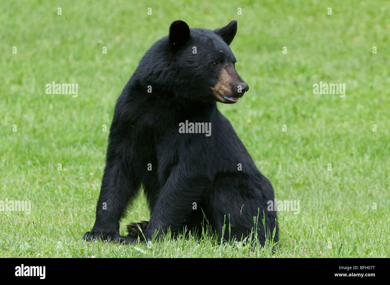 A wild male Black Bear (Ursus americanus) with flies buzzing around his