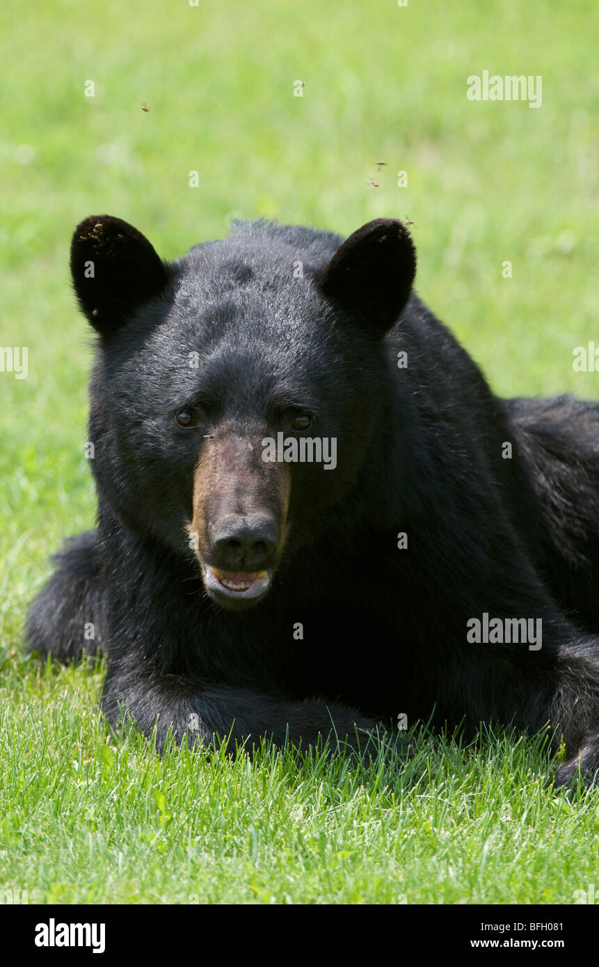 A wild male Black Bear (Ursus americanus) with flies buzzing around his