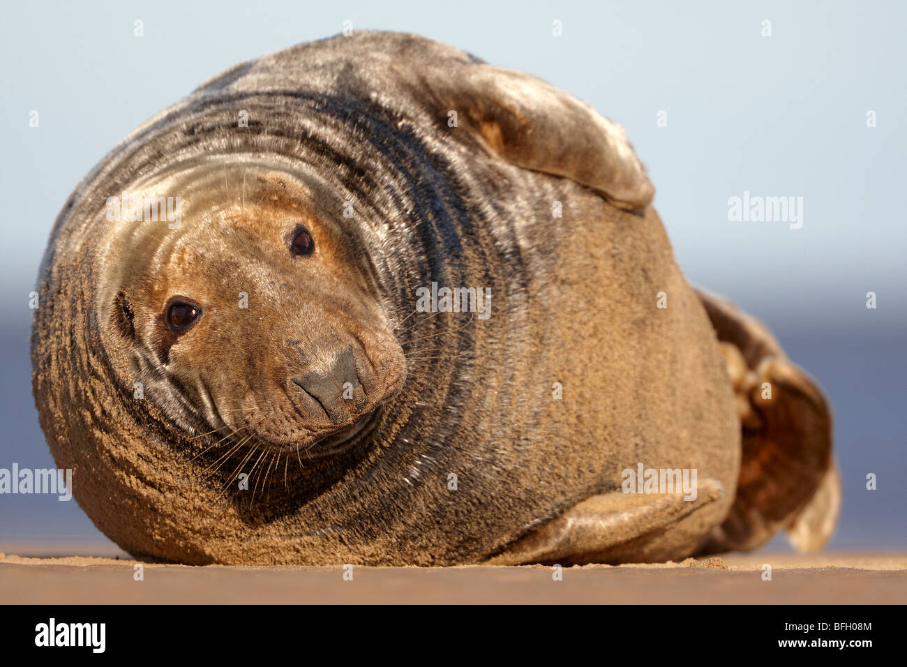 Atlantic Grey Bull Seal on beach in Lincolnshire (Halichoerus grypus) Stock Photo
