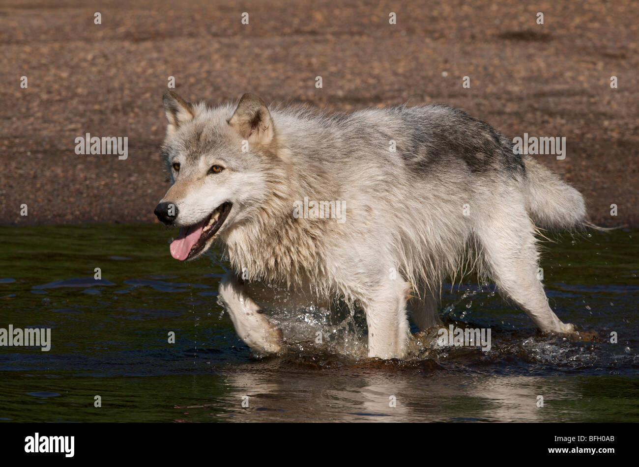 Minnesota wolves hires stock photography and images Alamy
