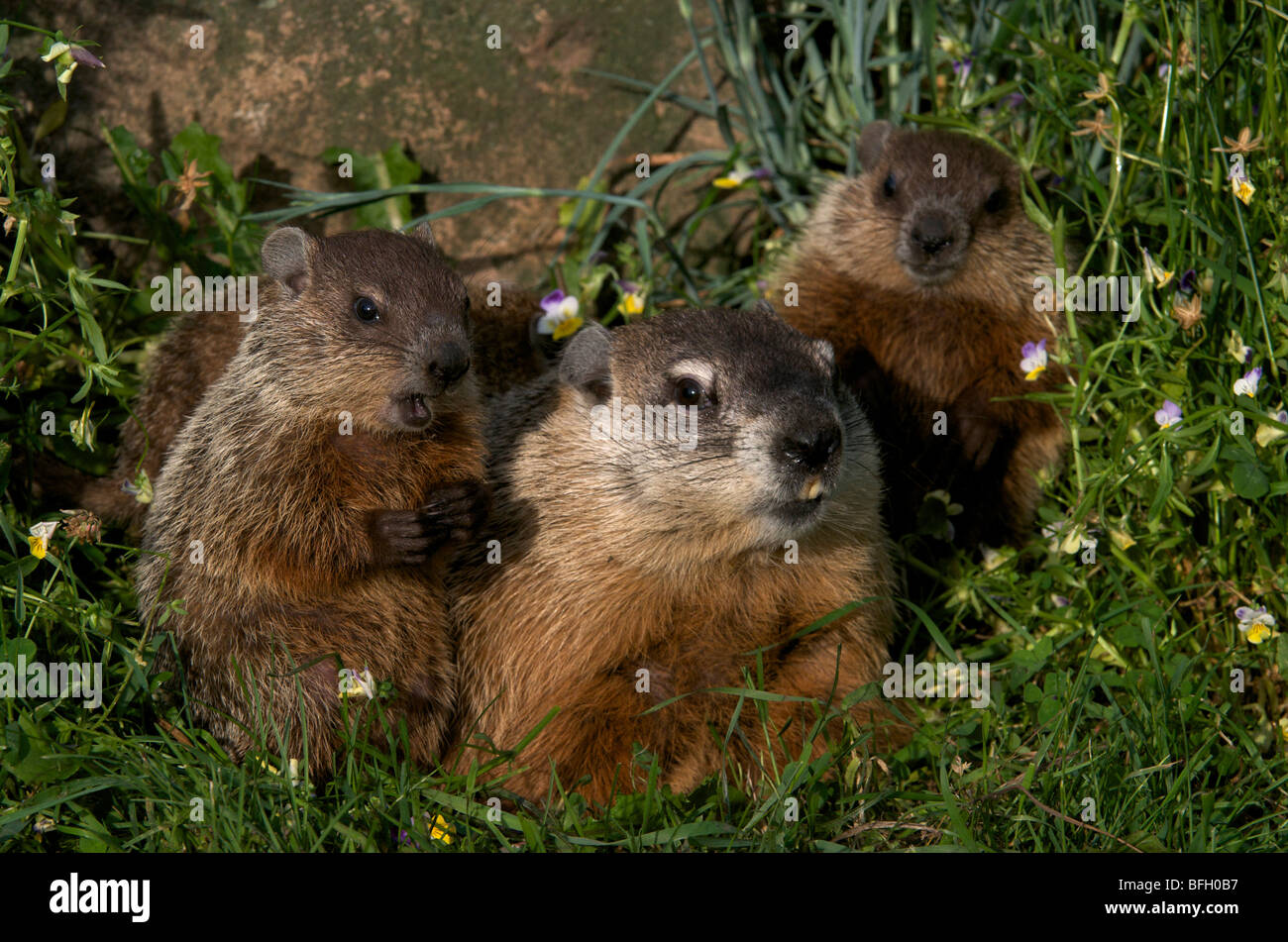 Mother and baby woodchucks ((Marmota monax) near den entrance with ...