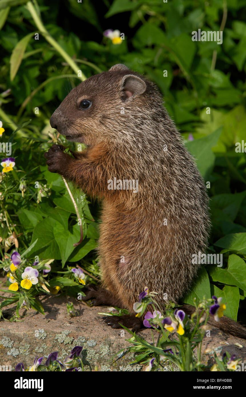 Young woodchuck (Marmota monax) eating spring grasses with wild violets all around. Stock Photo