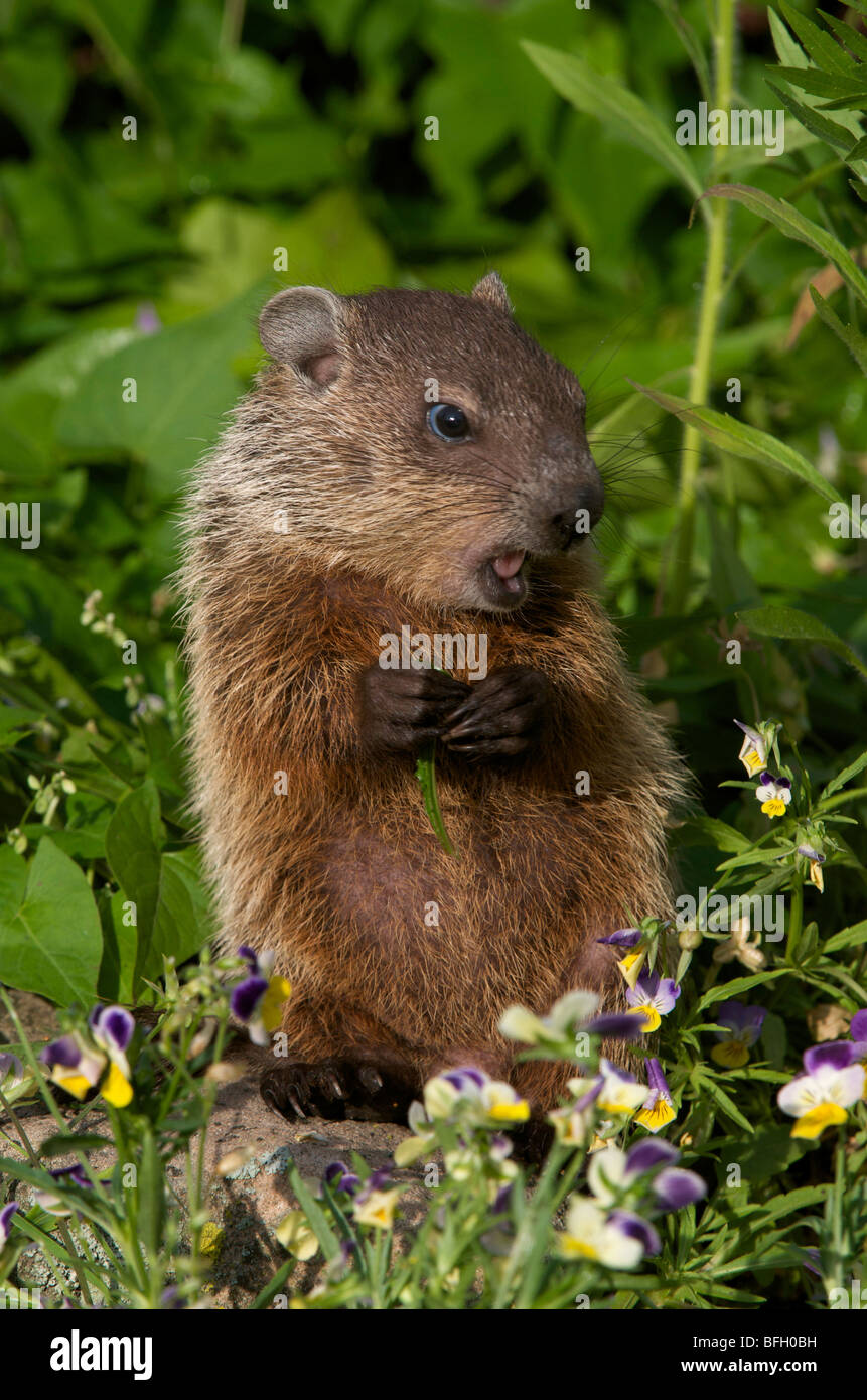 Baby woodchuck hires stock photography and images Alamy
