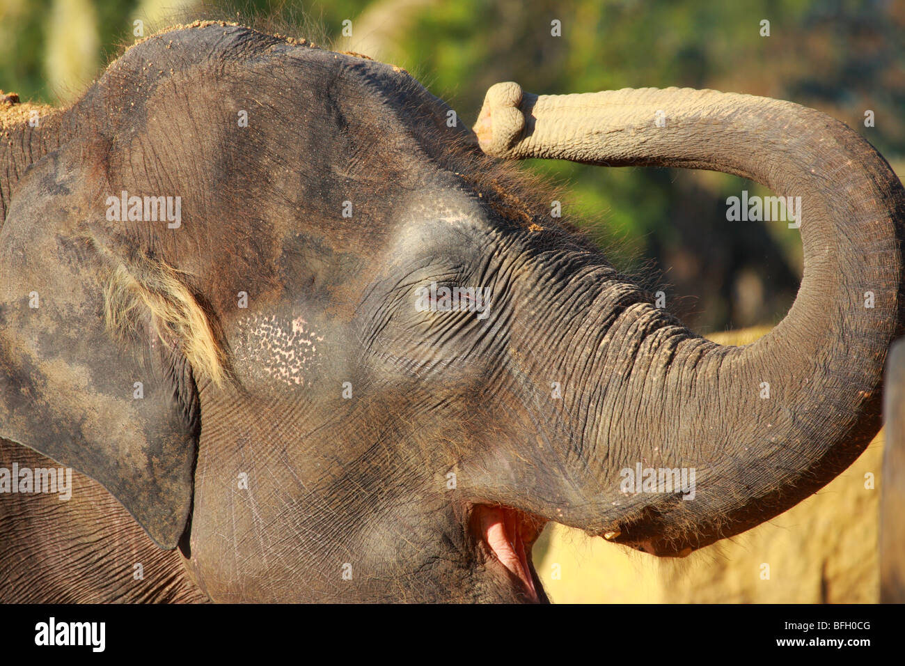 Elephant from Twycross Zoo Stock Photo