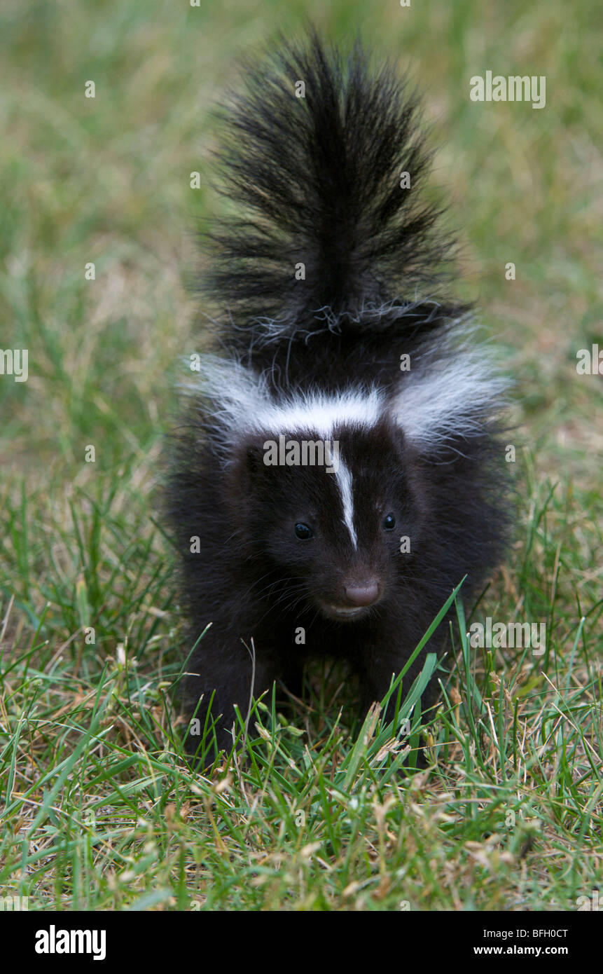 Striped Skunk (Mephitis mephitis) young with tail lifted in a warning before spraying Grand Portage National Monument Minnesota Stock Photo