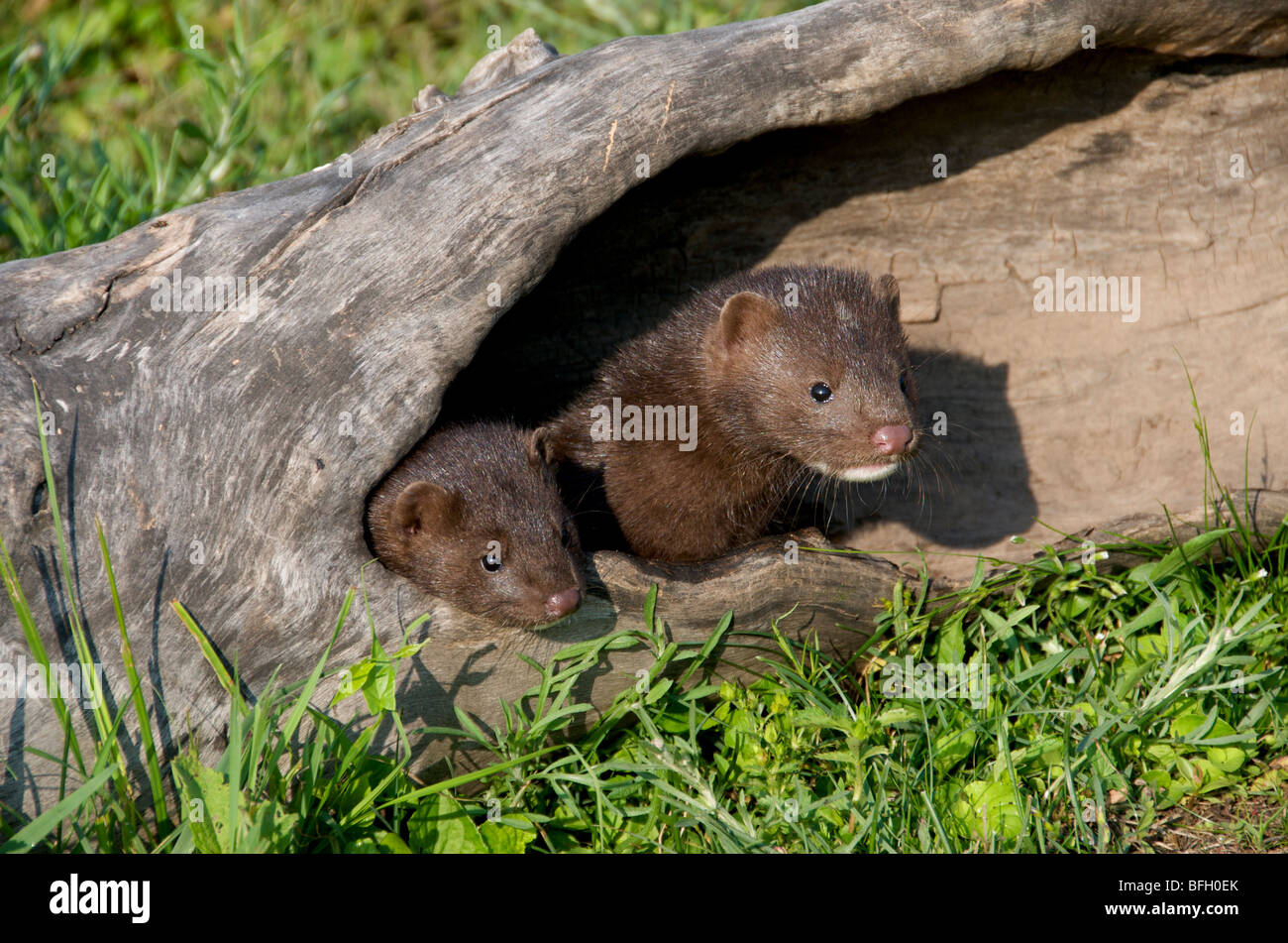 Mink (Mustela vison) young hiding in hollow log. North America. Stock Photo